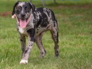 Crayola -  Mixed Breed Dog for Adoption in Myrtle Beach, South Carolina - Crayola | PetCurious