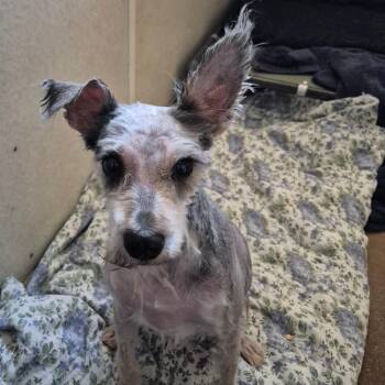 Schnauzer Dogs Available for Adoption in Milford, Iowa - Cash | PetCurious