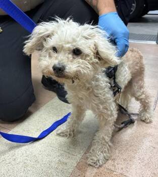 Dulce de Leche -  Poodle and Terrier Dog for Adoption in Pacifica, California - Dulce De Leche | PetCurious