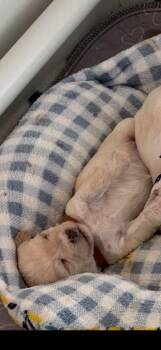 Winton -  Terrier Dog for Adoption in Carson City, Nevada - Winton | PetCurious