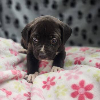 Tasmin -  Pit Bull Terrier and Mixed Breed Dog for Adoption in North Battleford, Saskatchewan - Tasmin | PetCurious