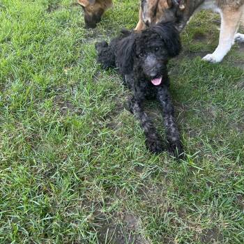 TAMI (mini) -  Australian Shepherd and Poodle Dog for Adoption in Rossford, Ohio - TAMI (mini) | PetCurious
