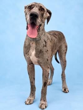 Axel -  Great Dane Dog for Adoption in Rock Springs, Wyoming - Axel | PetCurious