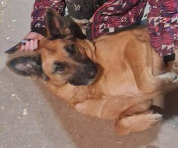 Abby -  German Shepherd Dog Dog Available for Adoption in Mauston, Wisconsin - Abby | PetCurious