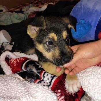 Rylie -  Shepherd Dog for Adoption in Sand Springs, Oklahoma - Rylie | PetCurious