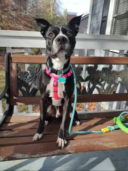 Truman -  Boston Terrier Dog for Adoption in Jackson, Tennessee - Truman | PetCurious