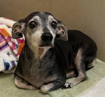 Bella -  Chihuahua Dog for Adoption in Cottonwood, Arizona - Bella | PetCurious