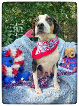 Ginger -  Beagle and Foxhound Dog for Adoption in Sebring, Florida - Ginger | PetCurious