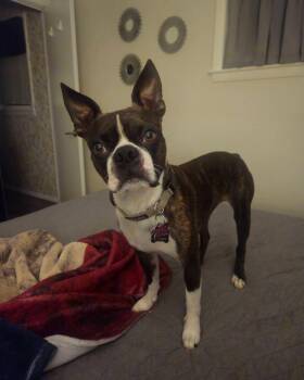 Conan -  Boston Terrier Dog for Adoption in Waukesha, Wisconsin - Conan | PetCurious