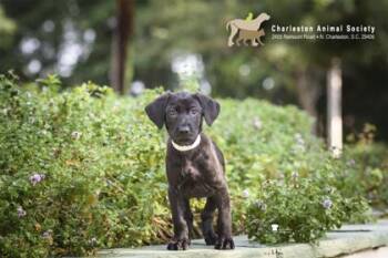 95158a Jerry -  Labrador Retriever and Mixed Breed Dog for Adoption in North Charleston, South Carolina - 95158a Jerry | PetCurious