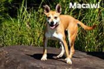 Macawi -  Mixed Breed Dog for Adoption in Tiger, Georgia - Macawi | PetCurious