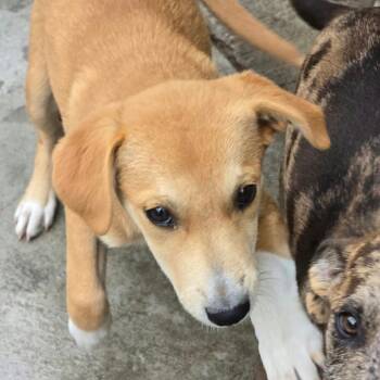 River OS AZ -  Cattle Dog Dog for Adoption in Las Vegas, Nevada - River OS AZ | PetCurious