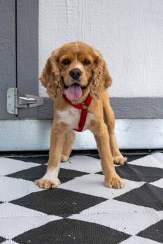 Wells -  Cocker Spaniel Dog for Adoption in Savage, Minnesota - Wells | PetCurious