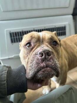 Mixed Breed Dogs Available for Adoption - Rudy | PetCurious