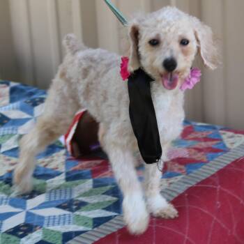 Carmen -  Poodle Dog for Adoption in Bandera, Texas - Carmen | PetCurious