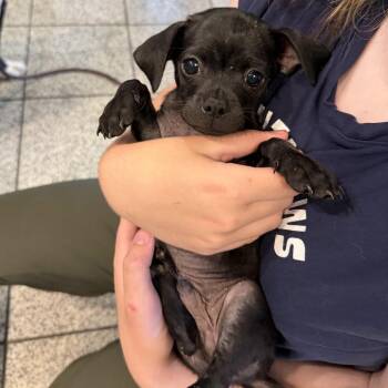 Hudson -  Pug and Mixed Breed Dog for Adoption in San Francisco, California - Hudson | PetCurious