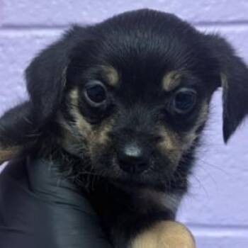Susan -  Chihuahua Dog for Adoption in Tacoma, Washington - Susan | PetCurious