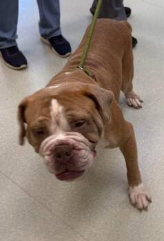Beans -  English Bulldog and Mixed Breed Dog for Adoption in Maryville, Tennessee - Beans | PetCurious