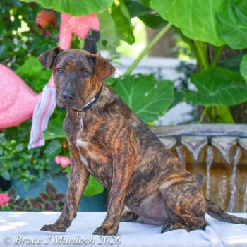 Buster -  Hound Dog for Adoption in Wake Forest, North Carolina - Buster | PetCurious