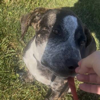 Douglas -  Basset Hound and Terrier Dog for Adoption in Marysville, Ohio - Douglas | PetCurious