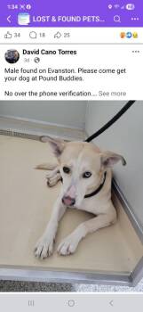 Labrador Retriever and Husky Dogs Available for Adoption in Muskegon, Michigan - Cheerio | PetCurious