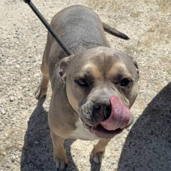 Rescue American Bully Dogs for Adoption in Madrid, Iowa - Lizzzo | PetCurious