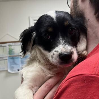 Queenie -  Dachshund and Cavalier King Charles Spaniel Dog for Adoption - Queenie | PetCurious