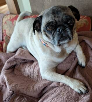 Pug Dogs Available for Adoption in Benton, Kansas - Milo | PetCurious
