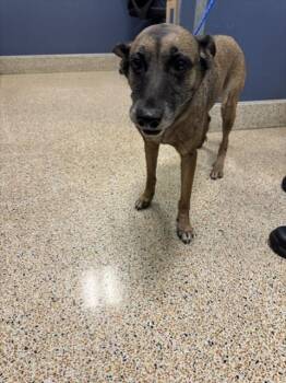 MILEY -  Belgian Shepherd Malinois Dog for Adoption in Doral, Florida - MILEY | PetCurious