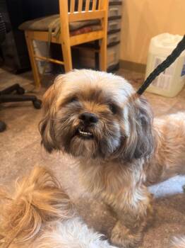 Dos -  Shih Tzu Dog for Adoption in Pottsville, Pennsylvania - Dos | PetCurious