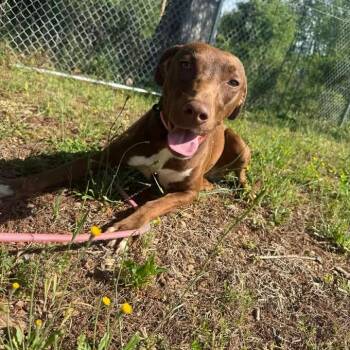 Labrador Retriever and Weimaraner Dogs Available for Adoption in Amory, Mississippi - Itty Bitty 081802 | PetCurious