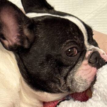 Shorty -  French Bulldog Dog for Adoption in Palm Coast, Florida - Shorty | PetCurious