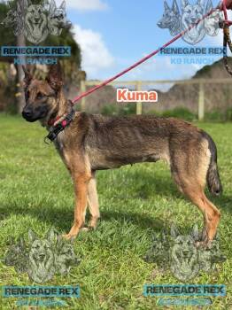 Kuma -  German Shepherd Dog and Belgian Shepherd Malinois Dog for Adoption - Kuma | PetCurious