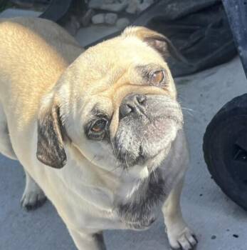 Daisy -  Pug Dog for Adoption in Eagle, Idaho - Daisy | PetCurious