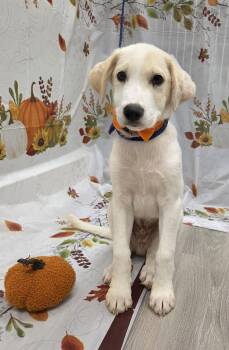 Sunny -  Golden Retriever and Beagle Dog for Adoption in Attalla, Alabama - Sunny | PetCurious