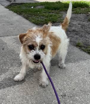 Shih Tzu and Terrier Dogs Available for Adoption in Sanford, Florida - Madeline | PetCurious