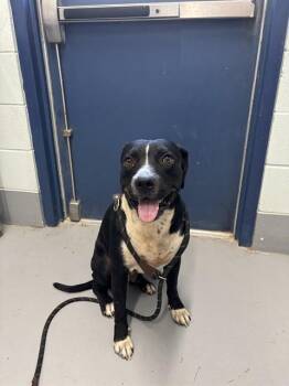 DAKOTA -  Pit Bull Terrier and Mixed Breed Dog for Adoption in Corpus Christi, Texas - DAKOTA | PetCurious