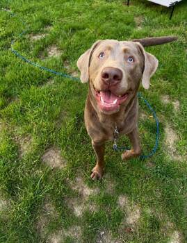 Ace -  Labrador Retriever Dog for Adoption in Indianapolis, Indiana - Ace | PetCurious