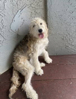 Rescue Poodle Dogs for Adoption in La Verne, California - Annie | PetCurious