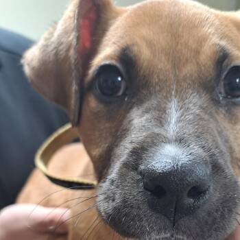 Pit Bull Terrier Dogs Available for Adoption - Leah | PetCurious