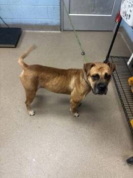 Ashveil -  Mixed Breed Dog for Adoption in Chamblee, Georgia - Ashveil | PetCurious
