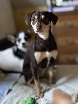 Rescue Miniature Pinscher and Chihuahua Dogs for Adoption in West Falls, New York - Lollie | PetCurious