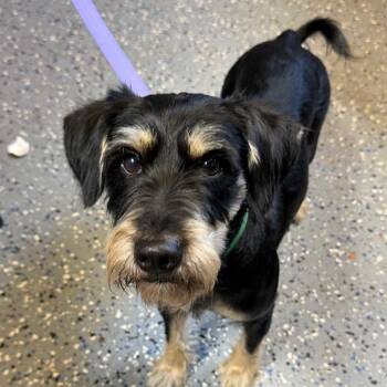 Rossi -  Schnauzer and Mixed Breed Dog for Adoption in Tuscaloosa, Alabama - Rossi | PetCurious