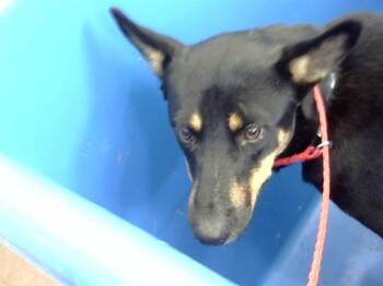 Rescue Mixed Breed Dogs for Adoption in Dallas, Texas - BUMI | PetCurious