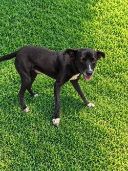 Gulf -  Pit Bull Terrier and Labrador Retriever Dog for Adoption in Gallatin, Tennessee - Gulf | PetCurious