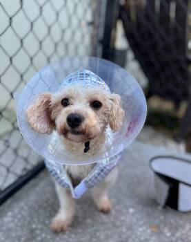 Rescue Miniature Poodle Dogs for Adoption in Sunrise, Florida - Auggie | PetCurious