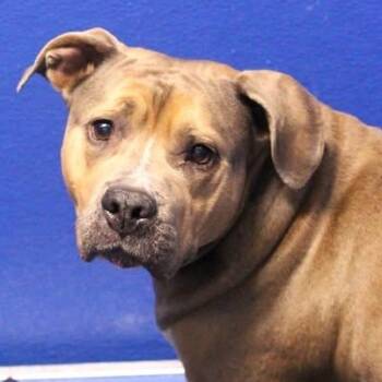 26-00948 -  Pit Bull Terrier Dog for Adoption in Fredericksburg, Virginia - 26-00948 | PetCurious