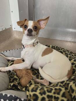 Chihuahua Dogs Available for Adoption - Stella | PetCurious