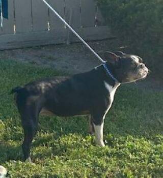 DOTTIE -  Boston Terrier Dog for Adoption in Rossford, Ohio - DOTTIE | PetCurious