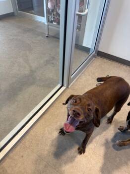 Rescue Labrador Retriever and Beagle Dogs for Adoption in Bossier City, Louisiana - Beanie | PetCurious